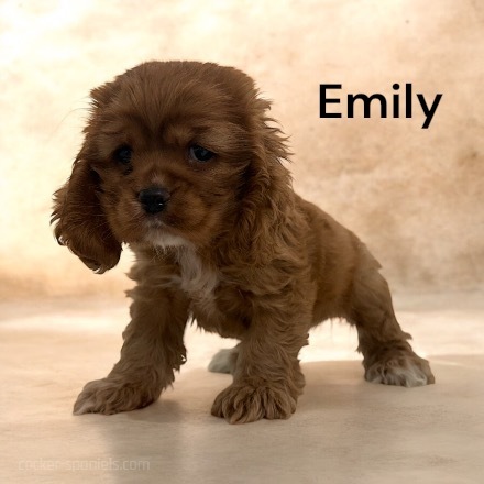 puppy, for, sale, Cocker Spaniel, Joe & Cherri  Overlease, dog, breeder, Miller, MO, dog-breeder, puppy-for-sale, forsale, nearby, find, puppyfind, locator, puppylocator, aca